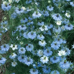 Love-in-a-Mist Miss Jekyll Blue