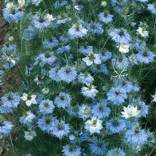 Juffertje in 't groen Miss Jekyll Blue