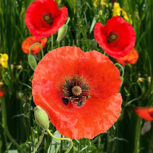 Corn Poppy, Field Poppy, red EKO