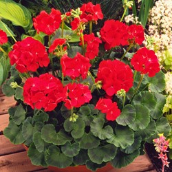 Geranium, Garden or Bedding F2 Scarlet