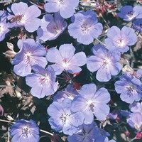 Geranium Blauw - Beemdooievaarsbek