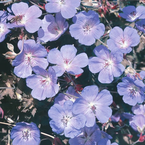 Geranium Blauw - Beemdooievaarsbek