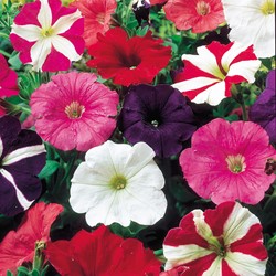 Dwarf Cottage Petunia, Choice Mixed