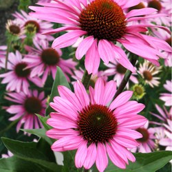 Coneflower purper - Echinacea purpurea