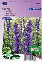 Salvia farinacea Blue Plus-2