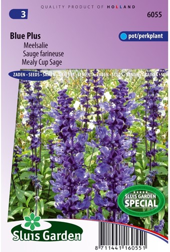 Salvia farinacea Blue Plus-2