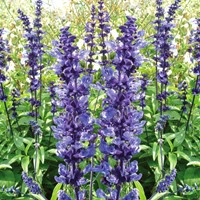Sage, Mealy Cup Sage Blue Plus