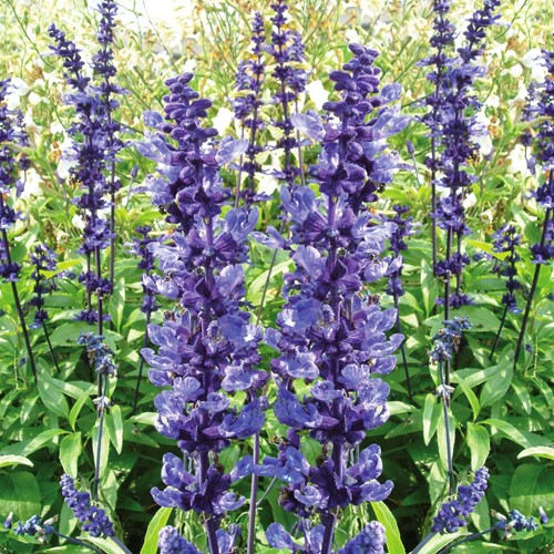 Sage, Mealy Cup Sage Blue Plus