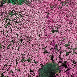 Rock Soapwort Rose-Pink - Saponaria