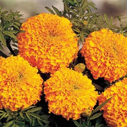 Marigold, African tall double Hawaii (orange) - Tagetes