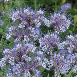 Melliferous plant, Lacy Phacelia EKO
