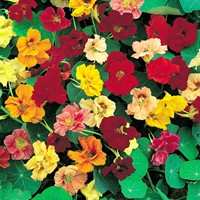 Oost-Indische kers Gleam Hybrids mix, hoge dubbelbloemig