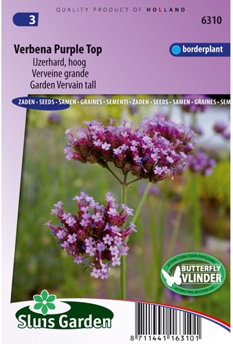 Garden Vervein Purple Top, tall-2