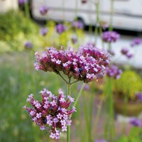 Garden Vervein Purple Top, tall