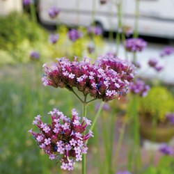 Garden Vervein Purple Top, tall