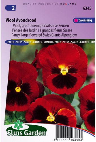 Pansy Swiss Giants Alpenglow-2