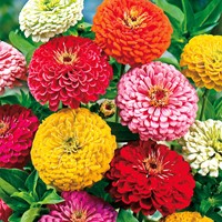 Zinnia Giants of California Mix