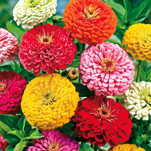 Zinnia Giants of California Mix