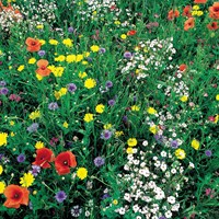 Mixture Wildflowers (special mix)