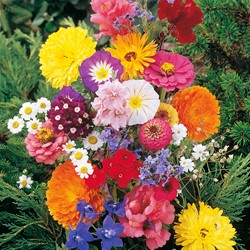 Mixture cutflowers (special annual mix)