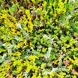 Stonecrop Mixed - Sedum