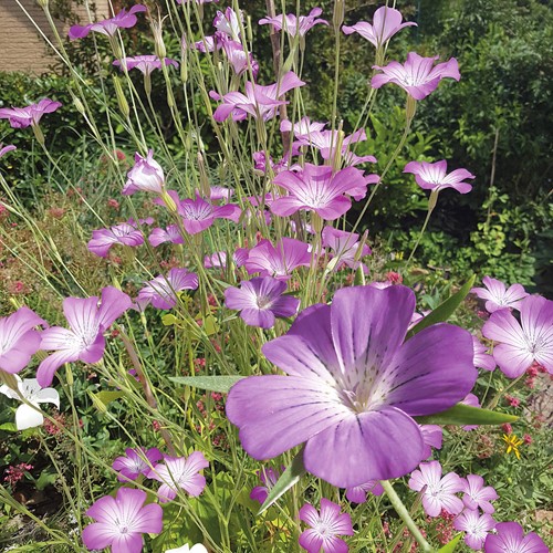 Bolderik - Agrostemma githago