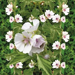 Common Marsh mallow - Althaea officinalis