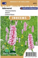 Common Bistort - Persicaria bistorta-2