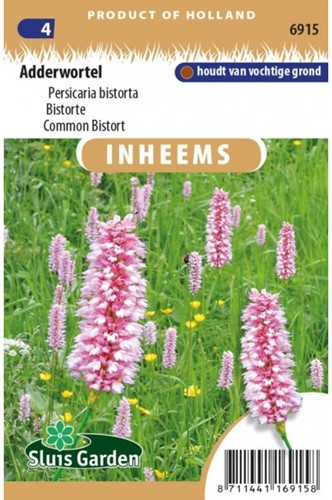 Common Bistort - Persicaria bistorta-2