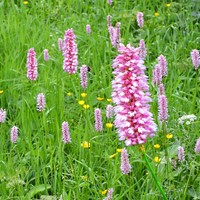 Common Bistort - Persicaria bistorta