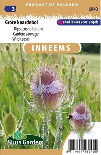 Grote Kaardebol - Dipsacus fullonum-2