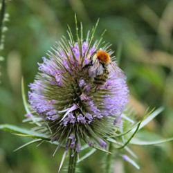 Grote Kaardebol - Dipsacus fullonum