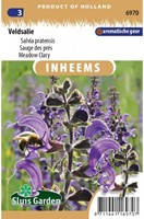 Meadow Clary - Salvia pratensis-2