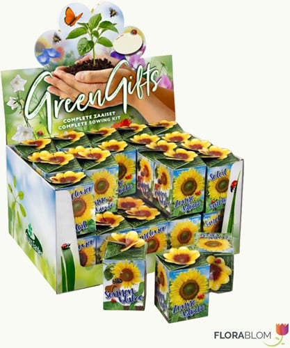 Greengift Sunflower 40 pcs in showbox