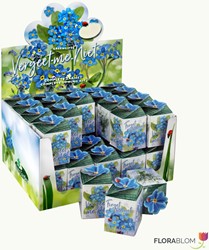 Greengift Forget-me-not 40 pcs in showbox
