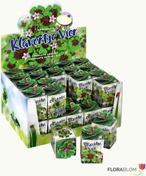 Greengift Lucky four leaf clover 40 pcs in showbox