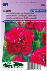 Anjer Magenta - Dianthus Chabaud
