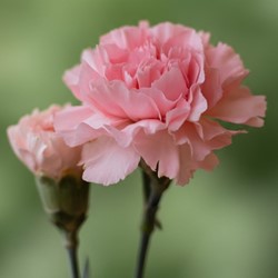 Carnation La France - Dianthus Chabaud