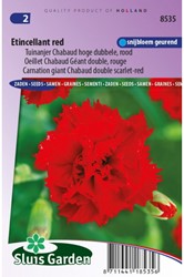 Carnation Etincellant Red – Dianthus Chabaud