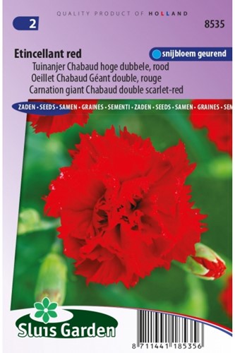 Anjer Etincellant Red - Dianthus Chabaud