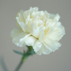 Anjer Jeanne Dionis - Dianthus chabaud