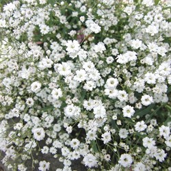 Baby's Breath Covent Garden - Gypsophila
