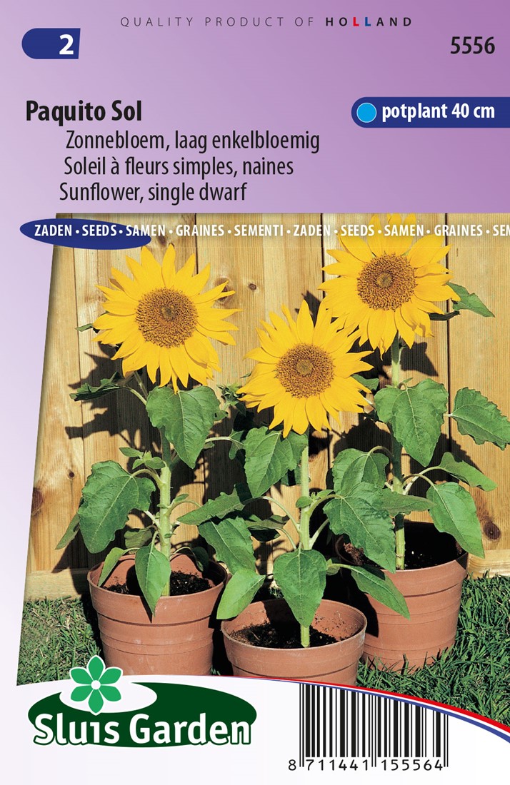 Buy Sunflower Paquito Sol - Helianthus annuus? Order online at Gardencentre  Koeman