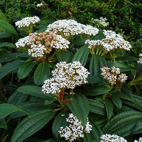 David Viburnum (Viburnum Davidii)