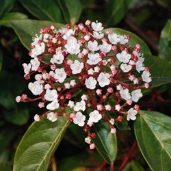 Laurustinus Gwenllian - Viburnum Tinus
