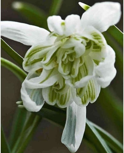 Galanthus Flore Pleno - Snowdrops