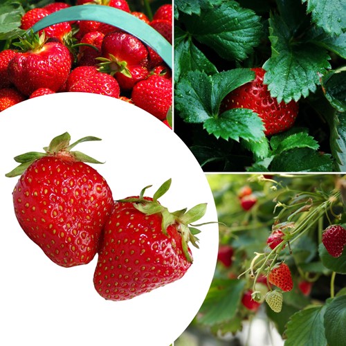 20x Strawberry plants Sonata – Fragaria