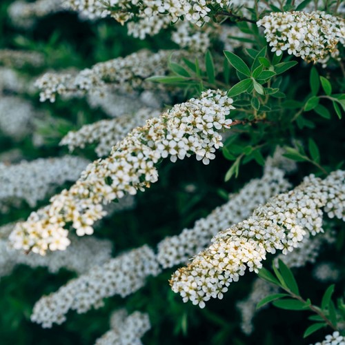 Spiraea Arguta Bridal Wreath