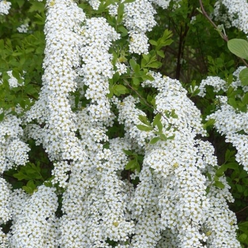 Spiraea cinerea Grefsheim - Spirea