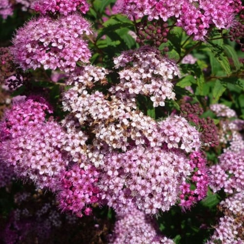 Spiraea Japonica Genpei - Japanese Spiraea